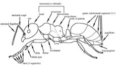 Key to the subfamilies of the southwestern Australian Botanical ...