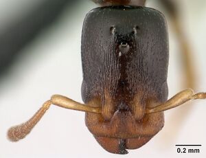 Nesomyrmex brevicornis casent0143936 h 1 high.jpg