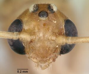 Odontomachus haematodus casent0103105 head 1.jpg