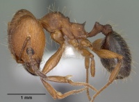 Pheidole sciara casent0104445 profile 1.jpg