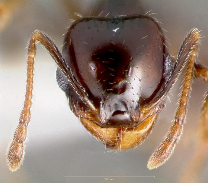 File:Pheidole xerophila casent0005774 head 1.jpg