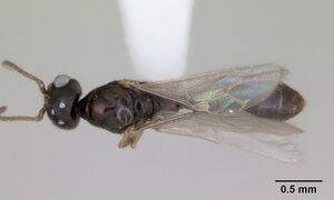 Prionopelta punctulata casent0173508 dorsal 1.jpg
