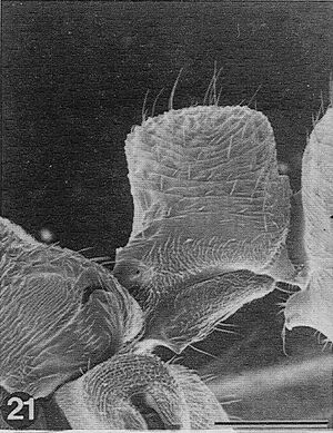 Rhytidoponera-aquila-SEM-P.jpg