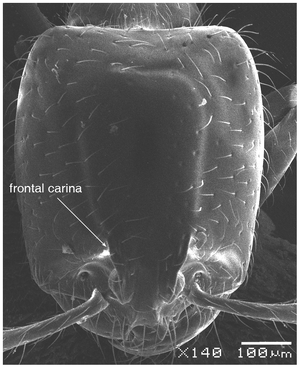 Solenopsis elhawagryi Fig 1.png