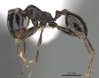 Trichomyrmex almosayari casent0914921 p 1 high.jpg