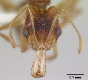 Anochetus pellucidus casent0178260 head 1.jpg