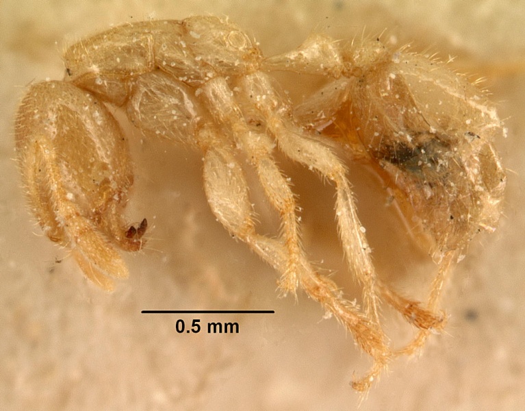 File:Bondroitia lujae casent0101201 profile 1.jpg