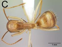 Camponotus cemeryi 49c.jpg