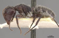 Camponotus foraminosus casent0910477 p 1 high.jpg