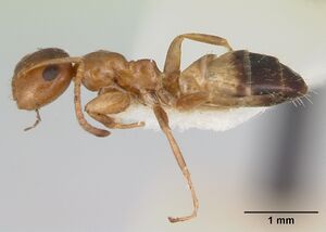 Camponotus hunteri casent0103428 profile 1.jpg