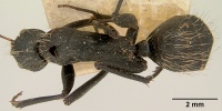 Camponotus nasicus casent0101360 dorsal 1.jpg