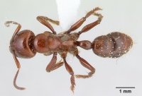 Centromyrmex gigas casent0179476 dorsal 1.jpg