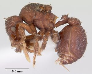 Eurhopalothrix floridana casent0104864 profile 1.jpg