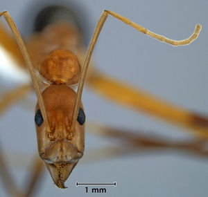 Leptomyrmex cnemidatus head view