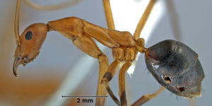 Leptomyrmex cnemidatus side view