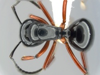 MCZ-ENT001 Polyrhachis-laevissima had.jpg