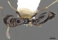 Monomorium vonatu casent0902248 d 1 high.jpg