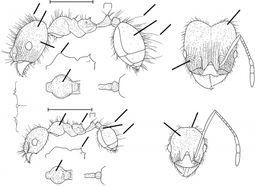 Pheidole erethizon Wilson 2003.jpg