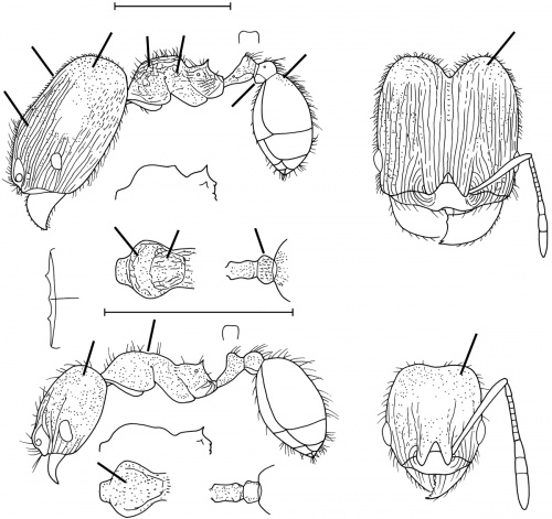 Pheidole littoralis Wilson 2003.jpg