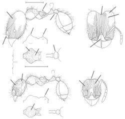 Pheidole vomer Wilson 2003.jpg