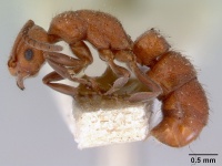 Platythyrea brunnipes casent0172406 profile 1.jpg