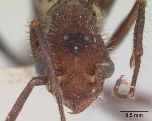 Pogonomyrmex mayri casent0173354 head 1.jpg