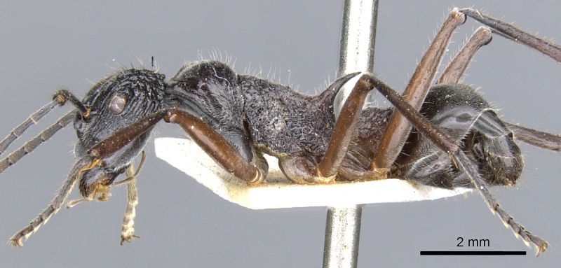 File:Polyrhachis glabrinotum casent0903362 p 1 high.jpg