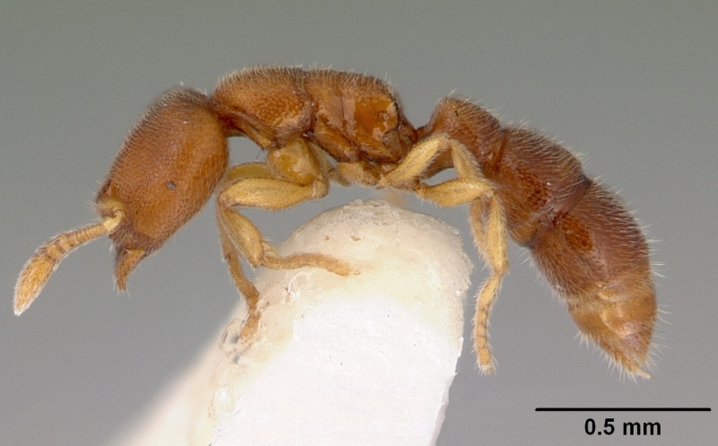 File:Prionopelta opaca casent0172298 profile 1.jpg