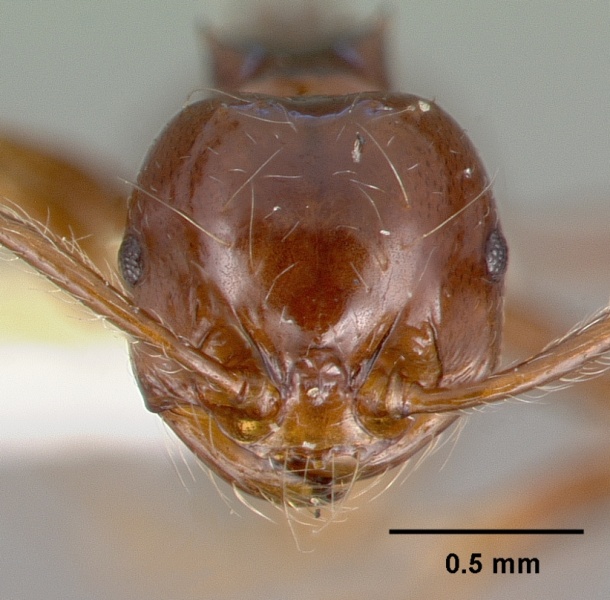 File:Pristomyrmex trogor castype13686 head 1.jpg