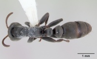 Pseudomyrmex fortis inbiocri002281379 dorsal 1.jpg