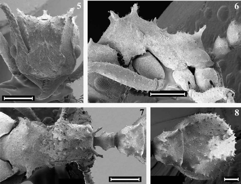 File:T haytianus Fig 5-8.jpg