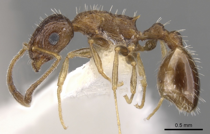 File:Temnothorax cenatus P casent0900308.jpg