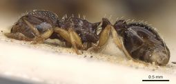 Tetramorium repentinum casent0901118 p 1 high.jpg