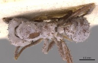 Trachymyrmex pruinosus usnment00445506 d 1 high.jpg