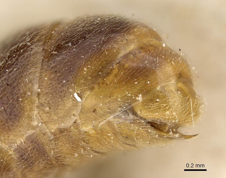 File:Aenictus mocsaryi casent0922455 p 3 high.jpg