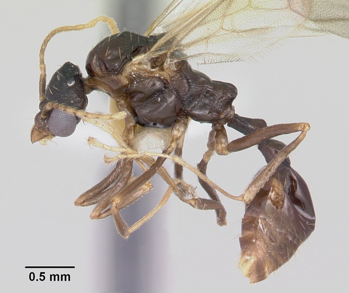 File:Aphaenogaster fulva casent0104858 profile 1.jpg