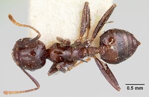 Crematogaster ranavalonae paulinae casent0101847 dorsal 1.jpg