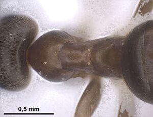 Lasius precursor Holotype worker antweb1041450 d2.jpg