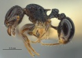 MCZ-ENT00512627 Tetramorium chloe cf hal 6-3.jpg