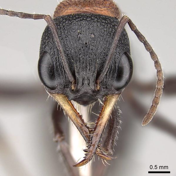 File:Myrmecia swalei casent0914036 h 1 high.jpg