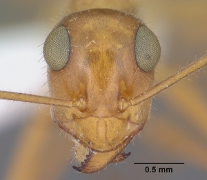 Myrmecocystus mexicanus casent0102814 head 1.jpg