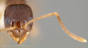 Paratrechina vividula casent0005427 head 1.jpg