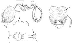 Pheidole rotundiceps Wilson 2003.jpg