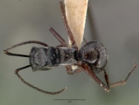 Polyrhachis labella brunneipes castype05028 dorsal 1.jpg