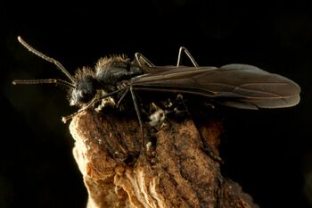 Polyrhachis lamellidens male, Taku Shimada (2).jpg