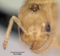 Tapinoma emeryi casent0103347 head 1.jpg