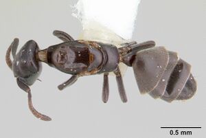 Tapinoma schultzei casent0178245 dorsal 1.jpg