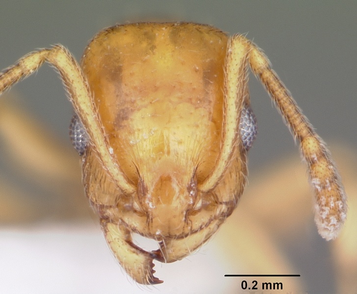 File:Temnothorax carinatus casent0104817 head 1.jpg