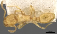 Tetramorium elisabethae casent0901107 d 1 high.jpg