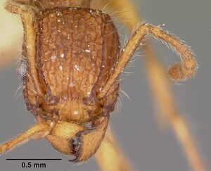 Tetramorium kelleri casent0101293 head 1.jpg